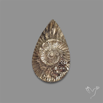 Rare Pyritized Ammonite Negative Fossil