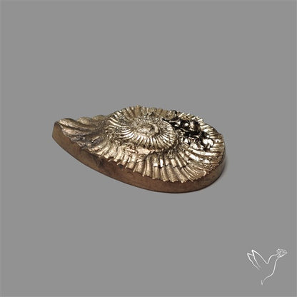 Rare Pyritized Ammonite Negative Fossil