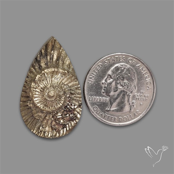 Rare Pyritized Ammonite Negative Fossil