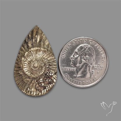 Rare Pyritized Ammonite Negative Fossil
