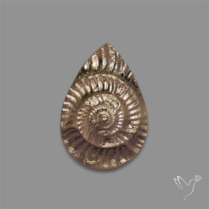 Rare Pyritized Ammonite Negative Fossil
