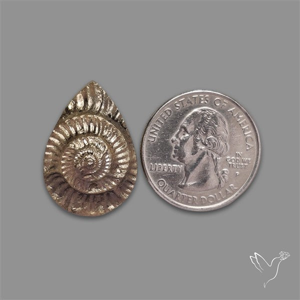 Rare Pyritized Ammonite Negative Fossil