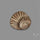 Rare Pyritized Ammonite Negative Fossil