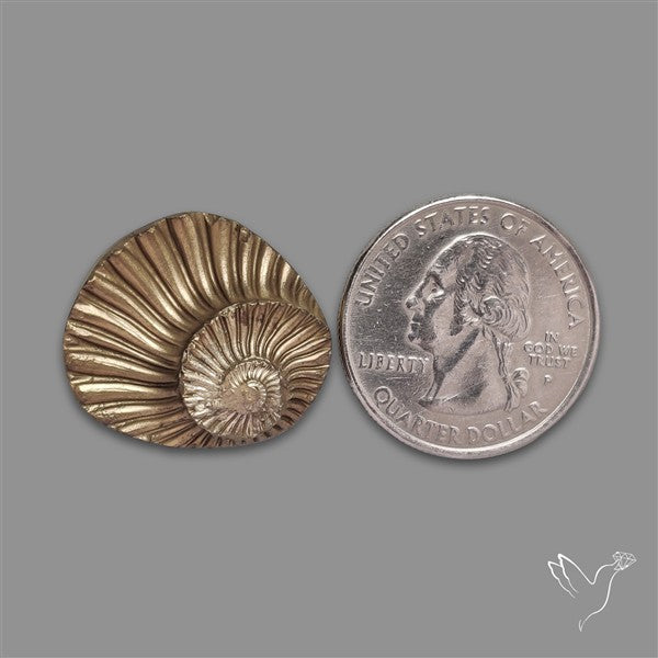Rare Pyritized Ammonite Negative Fossil