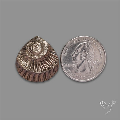 Rare Pyritized Ammonite Negative Fossil