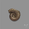 Rare Pyritized Ammonite Negative Fossil