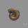 Rare Pyritized Ammonite Negative Fossil