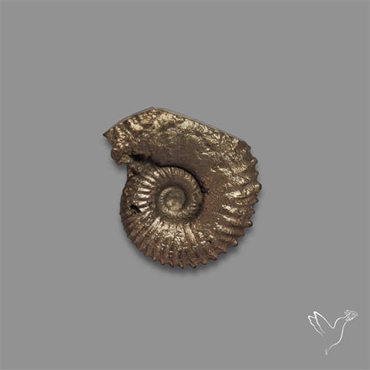 Rare Pyritized Ammonite Negative Fossil
