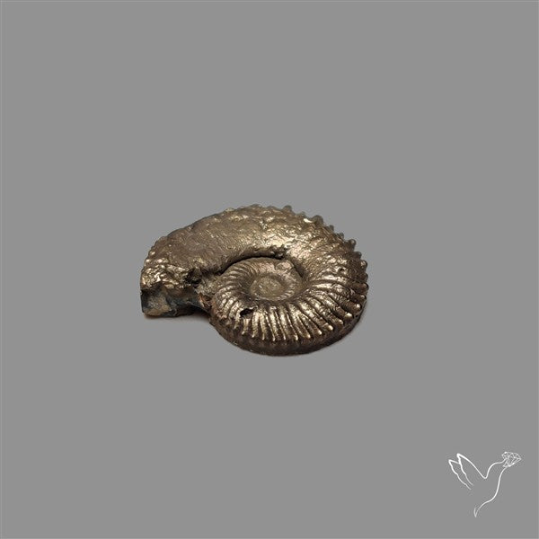Rare Pyritized Ammonite Negative Fossil