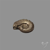 Rare Pyritized Ammonite Negative Fossil