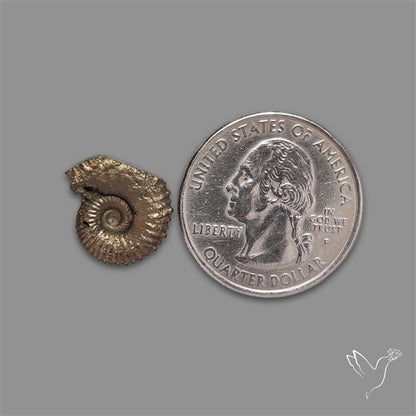 Rare Pyritized Ammonite Negative Fossil