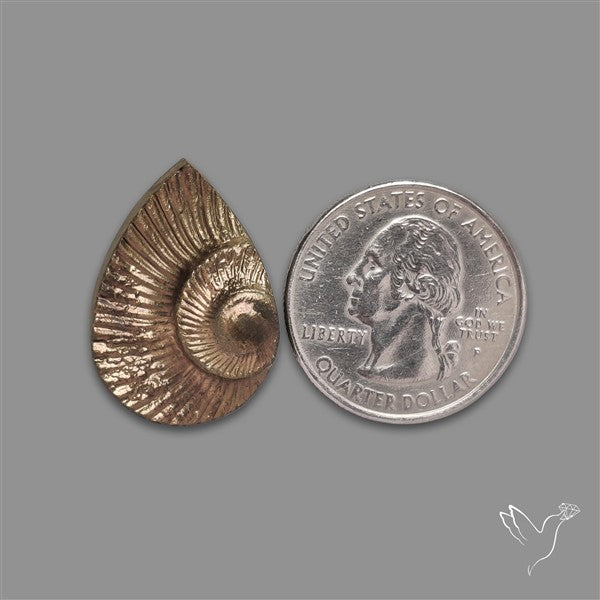 Rare Pyritized Ammonite Negative Fossil