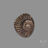 Rare Pyritized Ammonite Negative Fossil