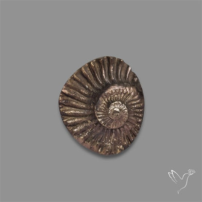 Rare Pyritized Ammonite Negative Fossil