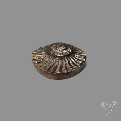 Rare Pyritized Ammonite Negative Fossil