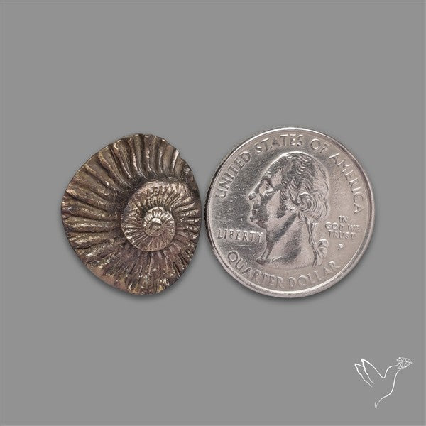 Rare Pyritized Ammonite Negative Fossil