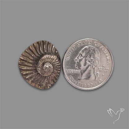 Rare Pyritized Ammonite Negative Fossil