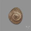 Rare Pyritized Ammonite Negative Fossil