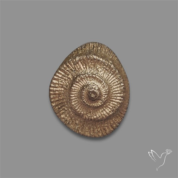 Rare Pyritized Ammonite Negative Fossil