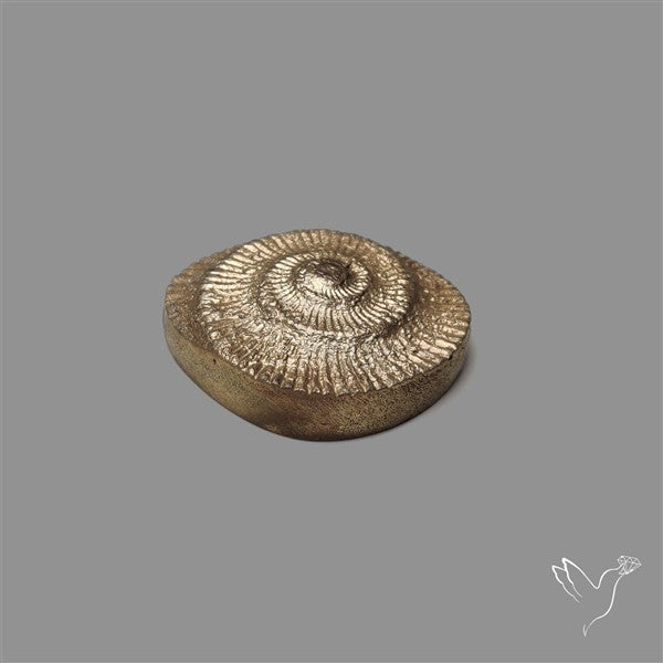 Rare Pyritized Ammonite Negative Fossil