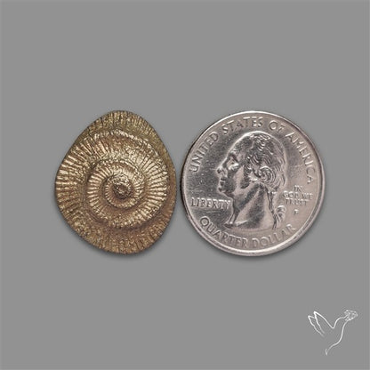 Rare Pyritized Ammonite Negative Fossil