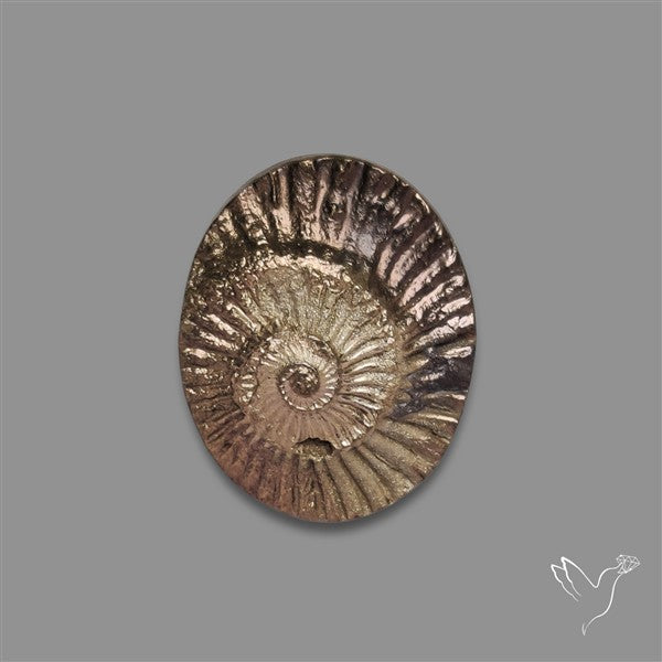 Rare Pyritized Ammonite Negative Fossil