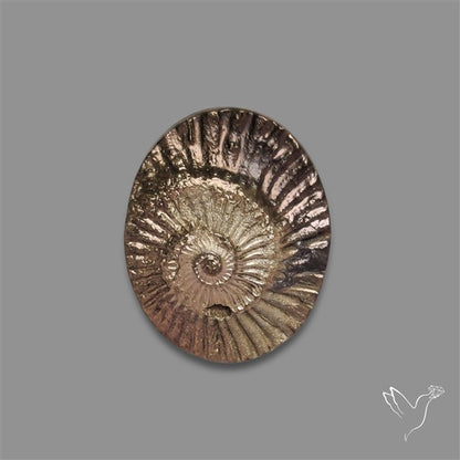 Rare Pyritized Ammonite Negative Fossil