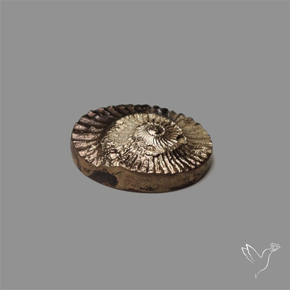 Rare Pyritized Ammonite Negative Fossil