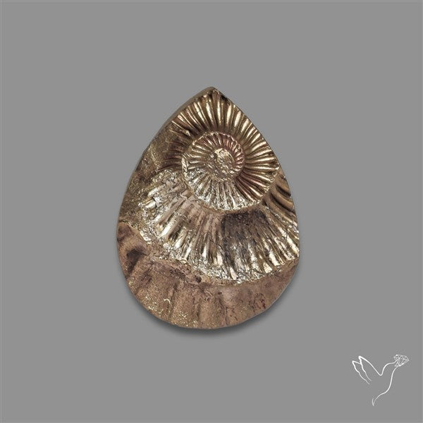 Rare Pyritized Ammonite Negative Fossil