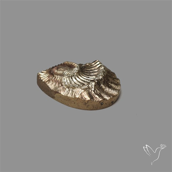 Rare Pyritized Ammonite Negative Fossil