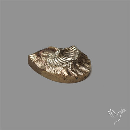 Rare Pyritized Ammonite Negative Fossil