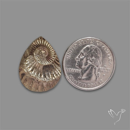 Rare Pyritized Ammonite Negative Fossil