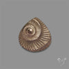 Rare Pyritized Ammonite Negative Fossil