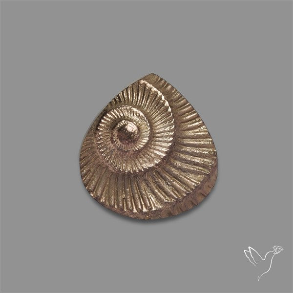Rare Pyritized Ammonite Negative Fossil