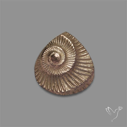 Rare Pyritized Ammonite Negative Fossil