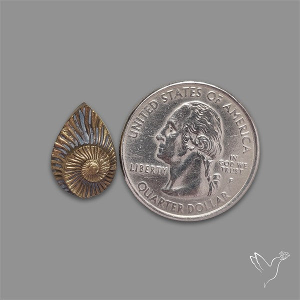 Rare Pyritized Ammonite Negative Fossil