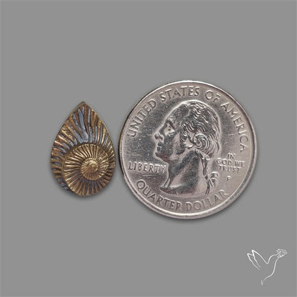 Rare Pyritized Ammonite Negative Fossil
