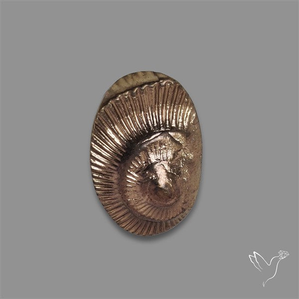 Rare Pyritized Ammonite Negative Fossil