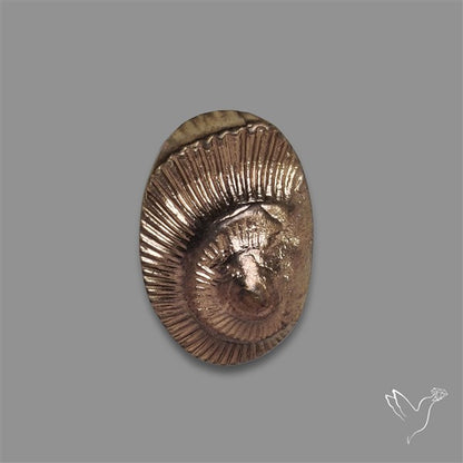 Rare Pyritized Ammonite Negative Fossil