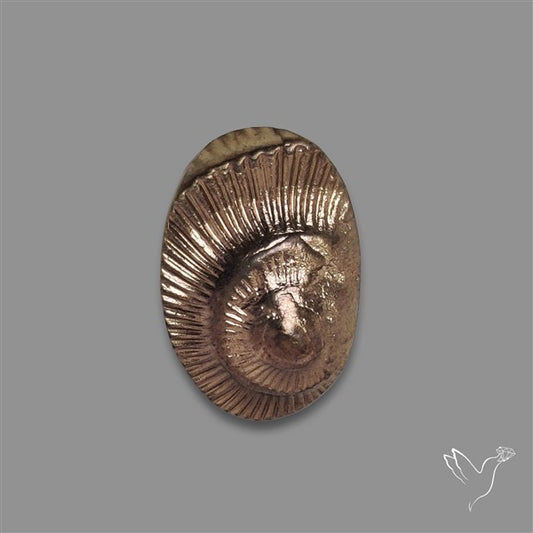 Rare Pyritized Ammonite Negative Fossil