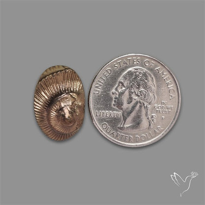 Rare Pyritized Ammonite Negative Fossil