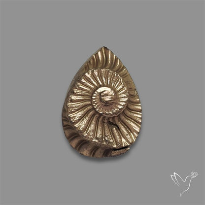 Rare Pyritized Ammonite Negative Fossil