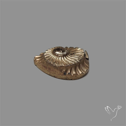 Rare Pyritized Ammonite Negative Fossil