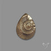 Rare Pyritized Ammonite Negative Fossil