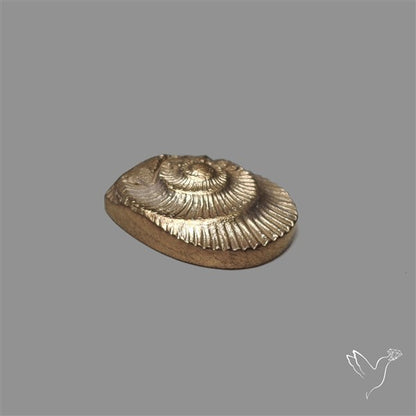 Rare Pyritized Ammonite Negative Fossil