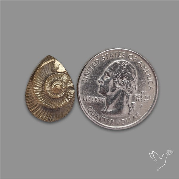 Rare Pyritized Ammonite Negative Fossil