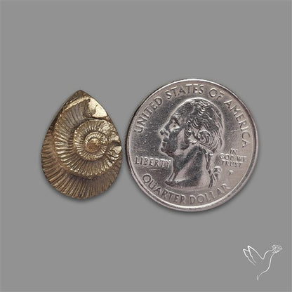Rare Pyritized Ammonite Negative Fossil