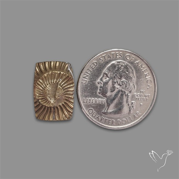 Rare Pyritized Ammonite Negative Fossil