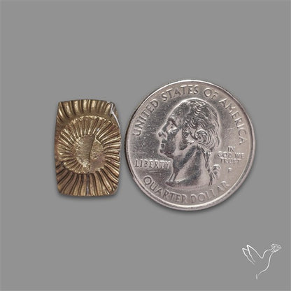 Rare Pyritized Ammonite Negative Fossil