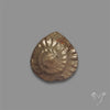 Rare Pyritized Ammonite Negative Fossil
